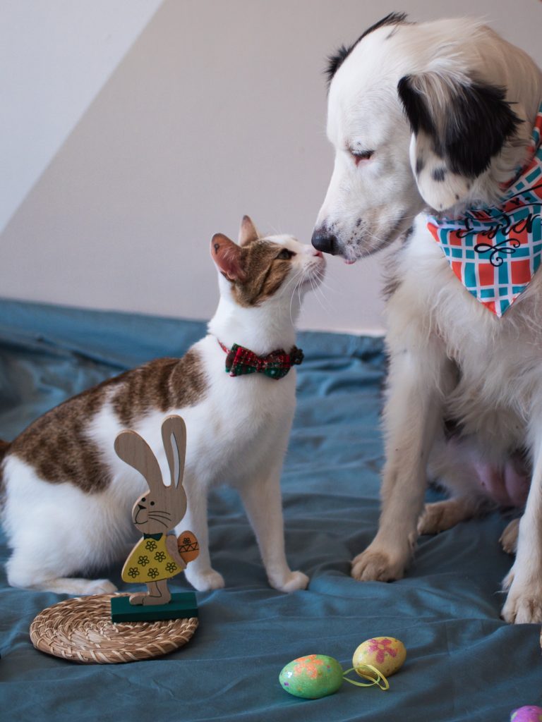 Chien et chat complice qui se fait un bisou